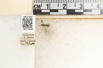 Media type: image;   Entomology 775836 Aspect: Labels